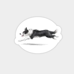 Collie Dog Sticker